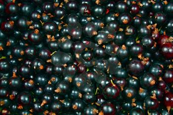 a black currants background
