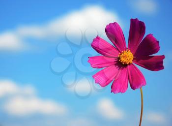 flower on a background blue sky