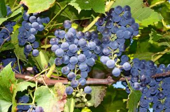 blue grapes on a branch 
