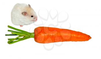 white hamster and carrot on white background 