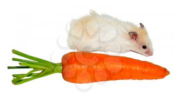 white hamster near the carrot on white background 