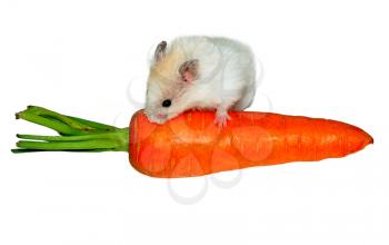 white hamster on the carrot on white background 