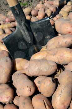harvest of potato on nature