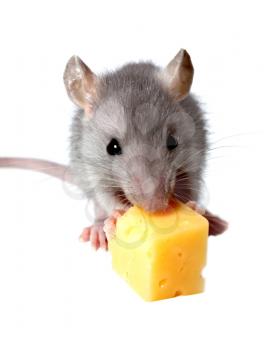 mouse and cheese isolated on white background