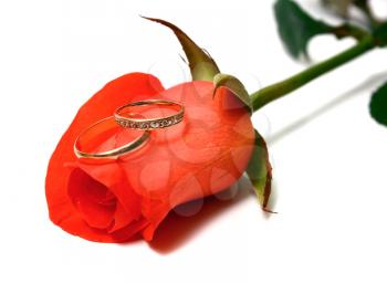 rose and wedding rings isolated on white background