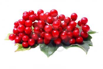 red viburnum and leaf isolated on white background