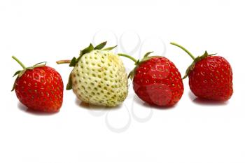 white and red strawberries isolated on white background