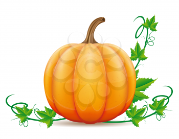 pumpkin and leaf vector illustration isolated on white background