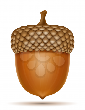 autumn oak acorns vector illustration isolated on white background