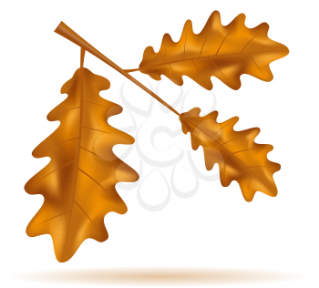 autumn oak leaves vector illustration isolated on white background