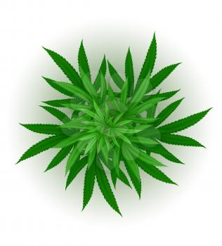 cannabis marijuana leaf medicinal drug legalization vector illustration isolated on white background