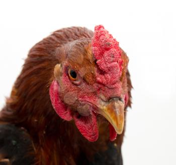 cock portrait on a white background