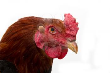 cock portrait on a white background