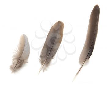 Three feather of a pigeon on a white background