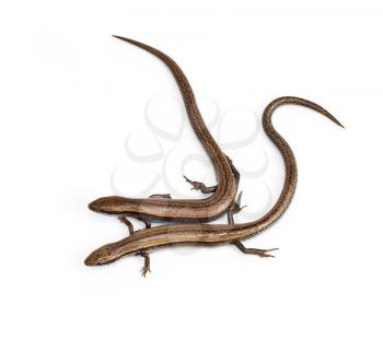 Two lizards on a white background