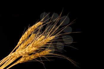wheat on a black background