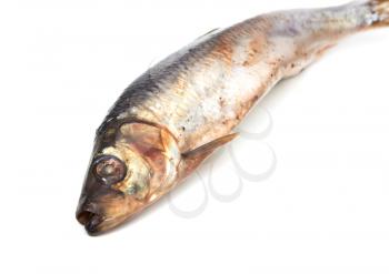 spicy salted herring on a white background
