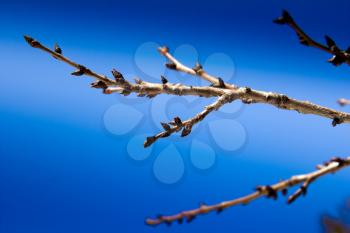 a tree branch with buds against the blue sky