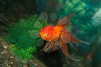 Gold oranda goldfish in an aquarium 