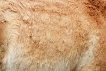 Furry skin of brown horse abstract background