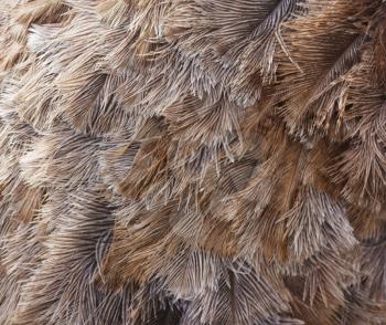 Ostrich bird feather brown texture background 