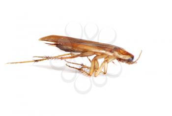 Close up of cockroach, but it was die. 