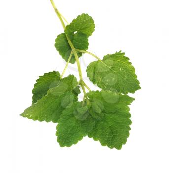 Green mint. Isolated over white 