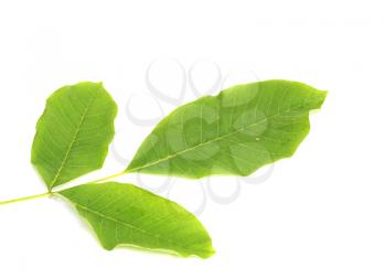 leaf of walnut on a white background 