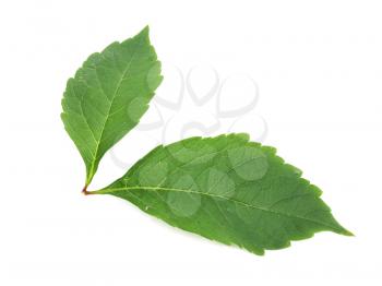 Close-up of green leaf 