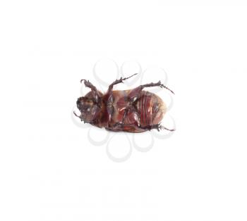 insect dung beetle isolated on white 