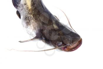 Big river catfish isolated on white 