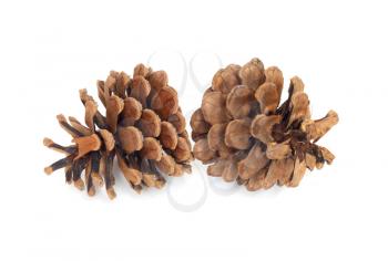 Two pine cones isolated on white with clipping path 
