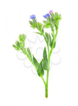 knapweed flower on a white background