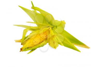 close-up of corn cob against white background 
