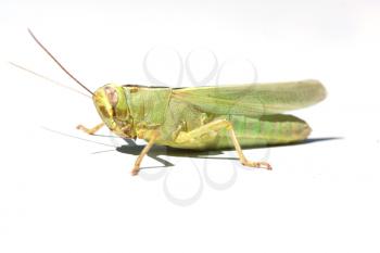 grasshopper from side on white background 