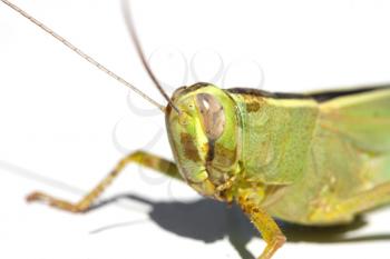 green insect grasshopper isolated on white 