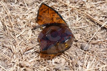 broken brown glass on the ground