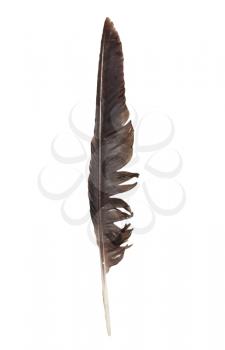 crow feather on a white background