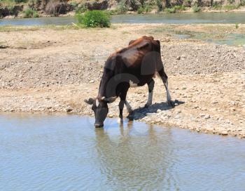 cow drinks water from a river