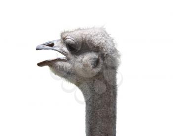 ostrich 