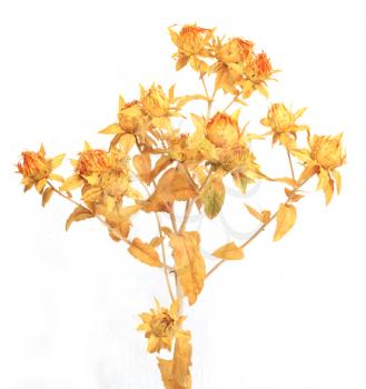Dried safflower on a white background
