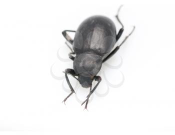 ground beetle 