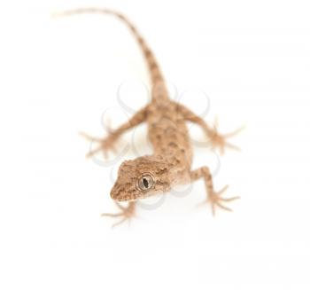 brown spotted gecko reptile isolated on white, view from above 