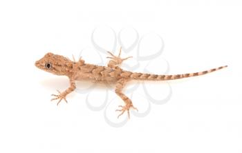 brown spotted gecko reptile isolated on white, view from above 