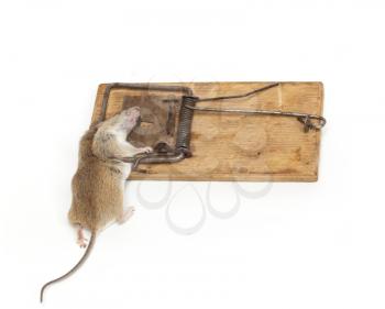 The mouse in a mousetrap it is isolated on a white background 