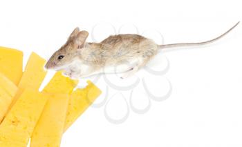 Mouse with cheese on white background