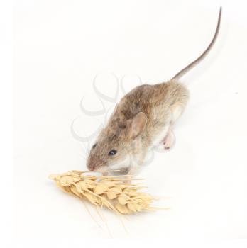 mouse eats wheat on white background