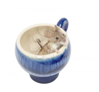 mouse in a blue glass