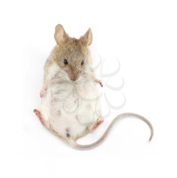 Young mouse sitting in front of white background 