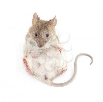 Young mouse sitting in front of white background 